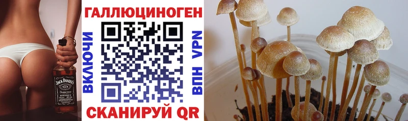 купить   Усть-Лабинск  Галлюциногенные грибы MAGIC MUSHROOMS 